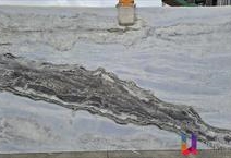 Dalmata Blue - Elite