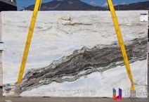 Dalmata Blue - Elite